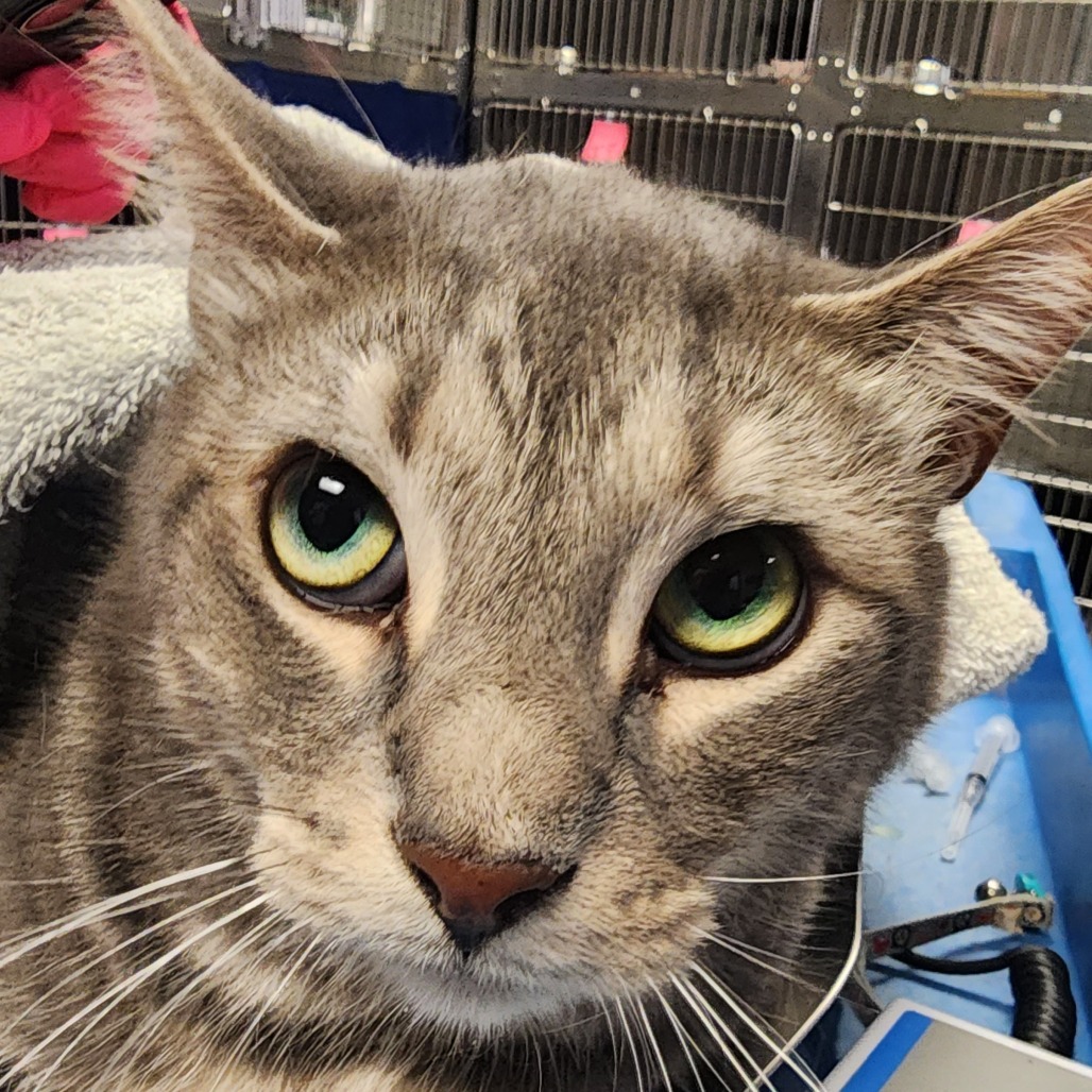 Shelter Stray Male Cat last seen , 328 Furman Hall Rd, Greenville, SC 29609, USA