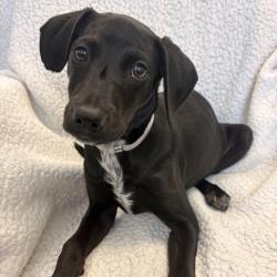 Shelter Stray Female Dog last seen , Hawthorne, CA 90250