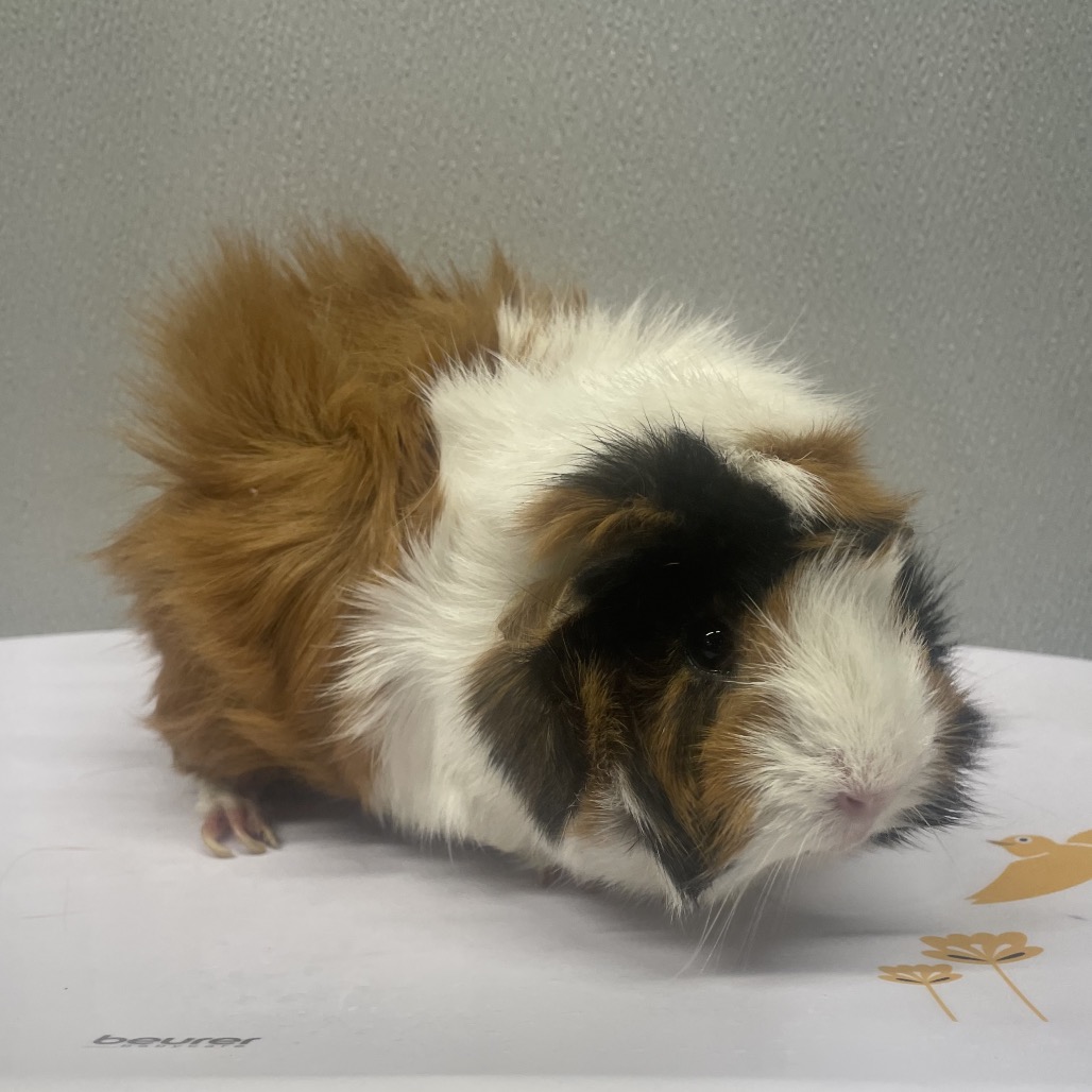 Shelter Stray Female Other last seen , Tampa, FL 33607