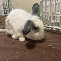 Shelter Stray Male Rabbit last seen , Greensboro, NC 27409