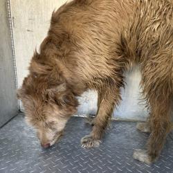 Shelter Stray Male Dog last seen , Greensboro, NC 27409
