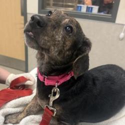 Shelter Stray Female Dog last seen , Jacksonville, FL 32216