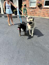 Found/Stray Male Dog last seen Weatherfield drive, Creve Coeur, MO 63141