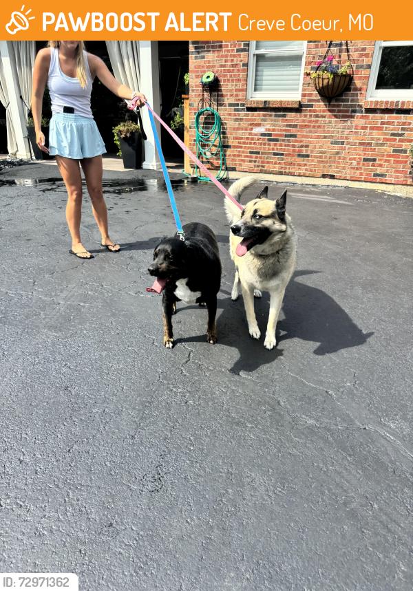 Found/Stray Male Dog last seen Weatherfield drive, Creve Coeur, MO 63141