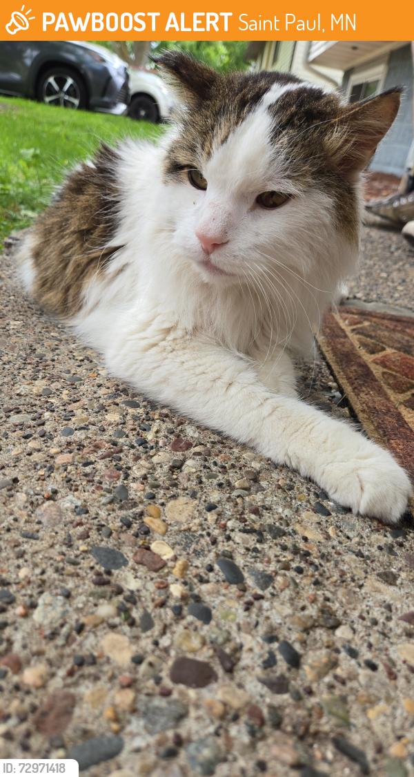 Found/Stray Unknown Cat last seen Upper 51st St, Oakdale, Saint Paul, MN 55128