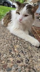 Found/Stray Unknown Cat last seen Upper 51st St, Oakdale, Saint Paul, MN 55128