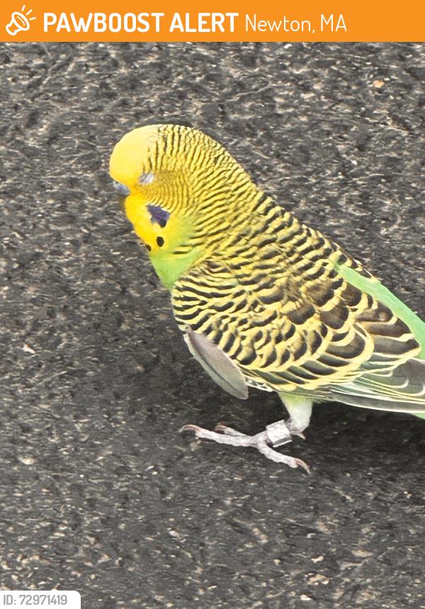 Found/Stray Unknown Bird last seen Hull and Lowell st, Newton, MA 02460