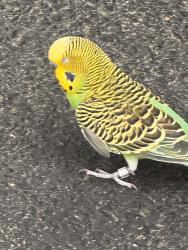 Found/Stray Unknown Bird last seen Hull and Lowell st, Newton, MA 02460