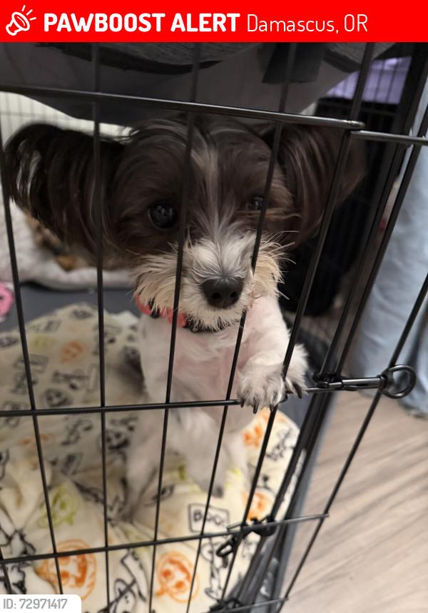 Lost Female Dog last seen Foster , Damascus, OR 97089