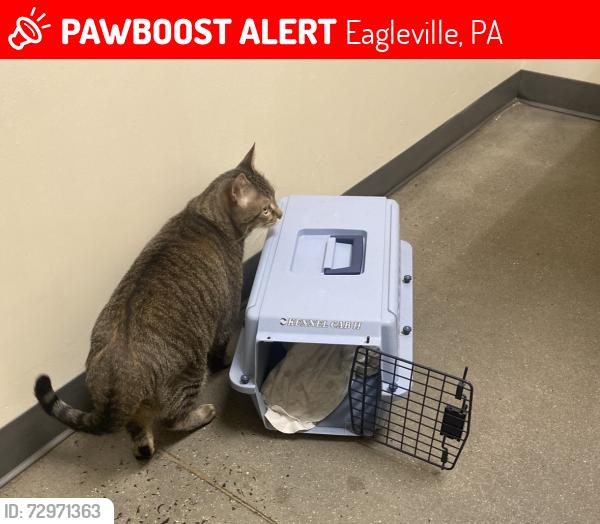 Lost Male Cat last seen Ridge Pk, Eagleville, PA 19403