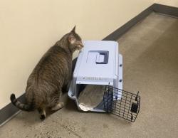 Lost Male Cat last seen Ridge Pk, Eagleville, PA 19403