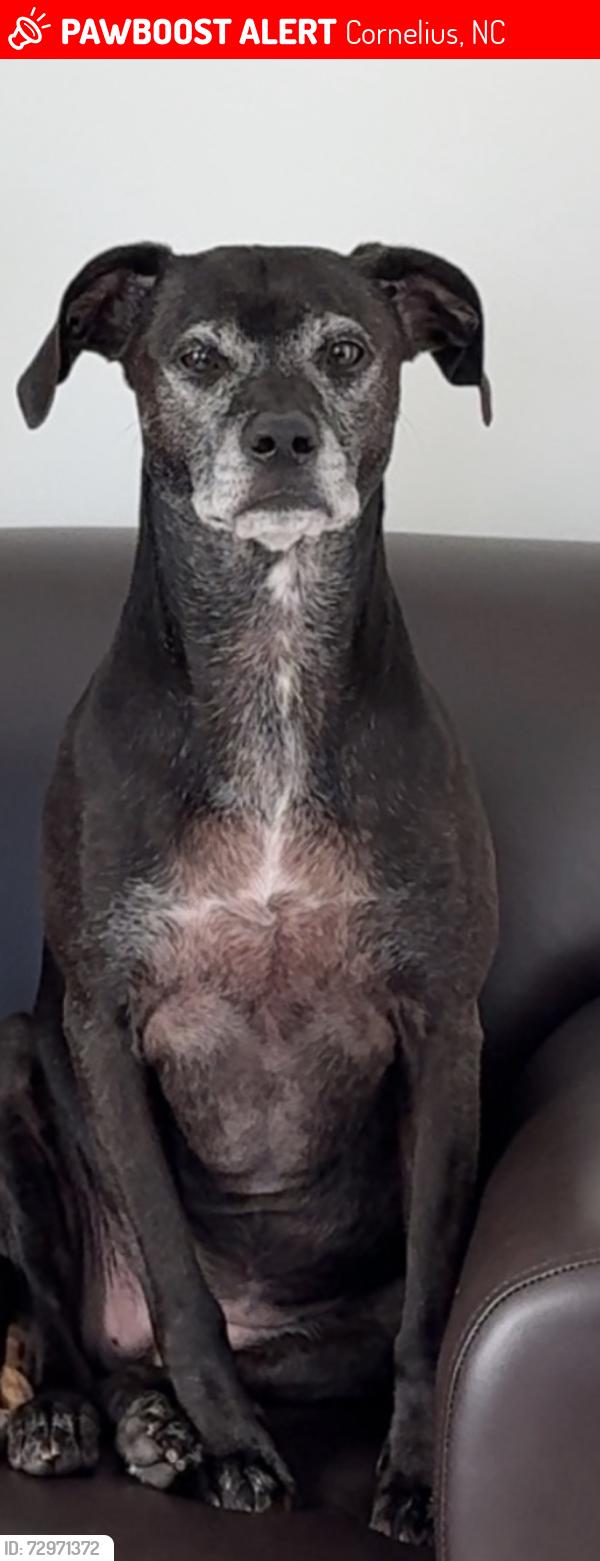 Lost Female Dog last seen Jetton Village Cornelius, NC, Cornelius, NC 28031