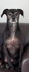 Lost Female Dog last seen Jetton Village Cornelius, NC, Cornelius, NC 28031