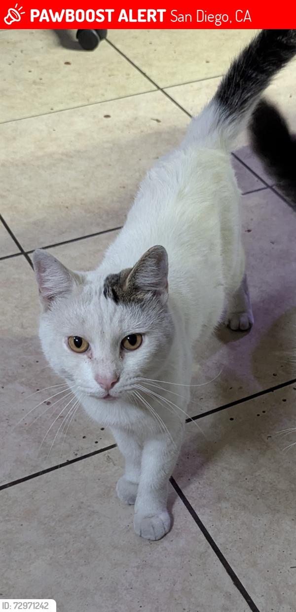 Lost Male Cat last seen Dancy road , San Diego, CA 92126