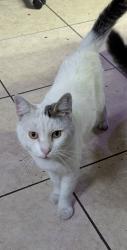Lost Male Cat last seen Dancy road , San Diego, CA 92126