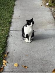 Lost Female Cat last seen Terra Bella, Los Angeles, CA 91331
