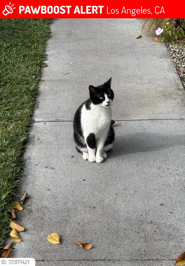 Lost Female Cat last seen Terra Bella, Los Angeles, CA 91331