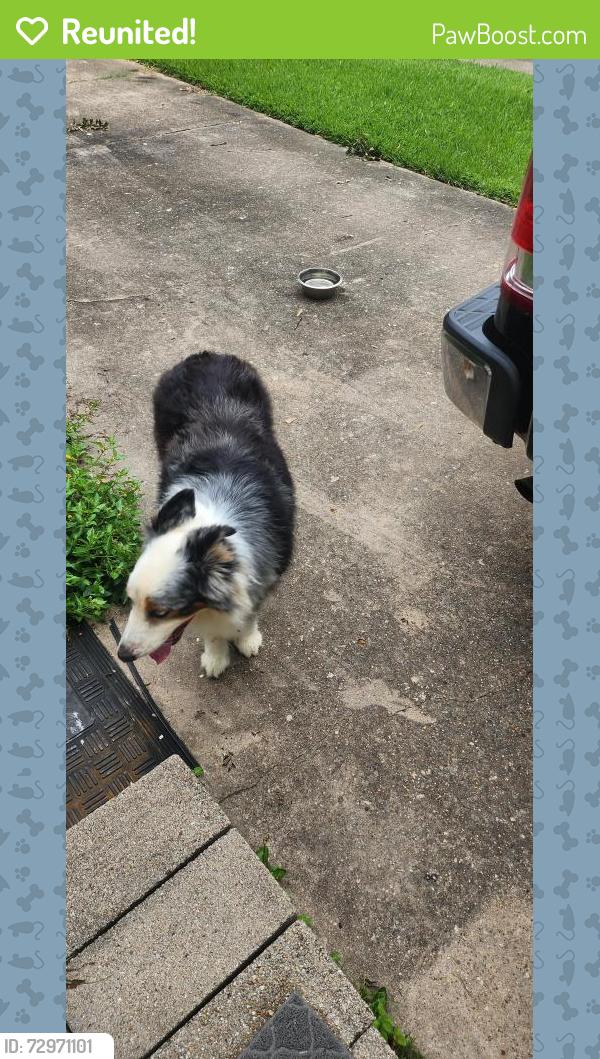 Reunited Unknown Dog last seen Baily ot King, Nacogdoches, TX 75961