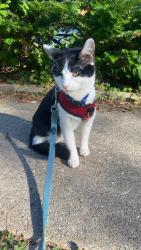 Found/Stray Unknown Cat last seen On gammon rd near schroeder, Madison, WI 53711