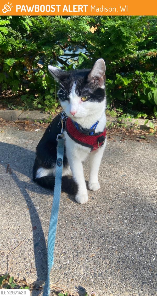 Found/Stray Unknown Cat last seen On gammon rd near schroeder, Madison, WI 53711
