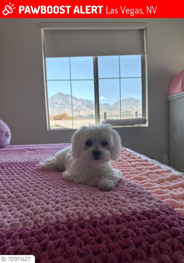 Lost Female Dog last seen Thunder Sage, Las Vegas, NV 89138