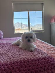 Lost Female Dog last seen Thunder Sage, Las Vegas, NV 89138