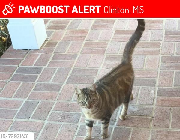 Lost Male Cat last seen By southern oaks, Clinton, MS 39056