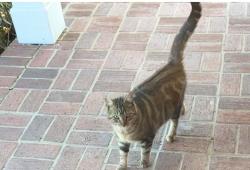 Lost Male Cat last seen By southern oaks, Clinton, MS 39056