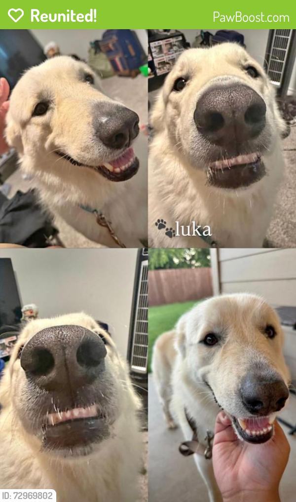 Reunited Female Dog last seen Wagley Roberts and High Summit Trail, Fort Worth, TX 76131