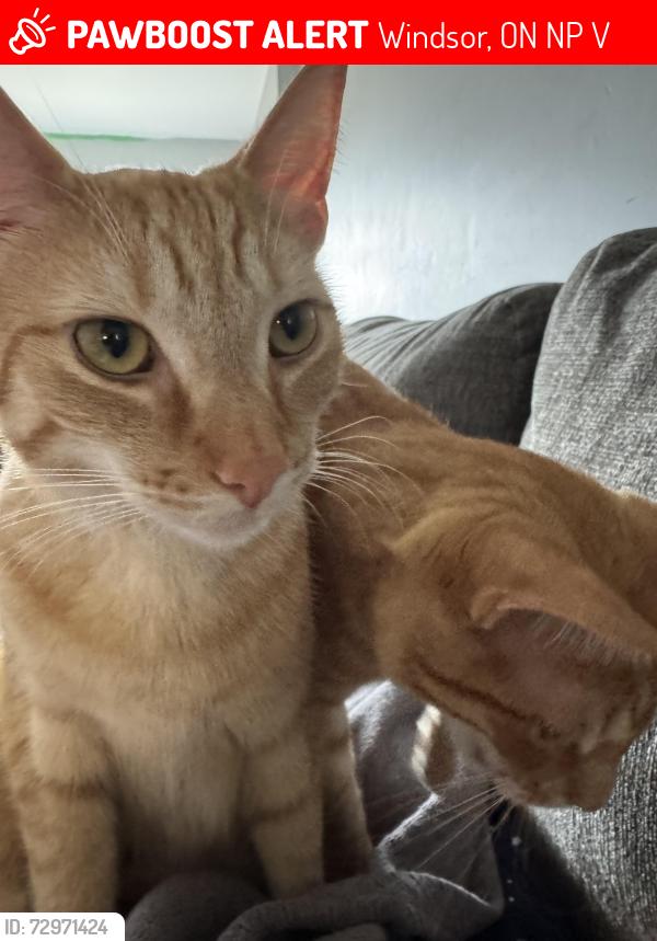 Lost Male Cat last seen Clover, Windsor, ON N8P 1V8