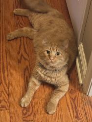 Lost Male Cat last seen Ohio street and Liberty Street, Hobart, IN 46342