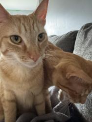 Lost Male Cat last seen Clover, Windsor, ON N8P 1V8