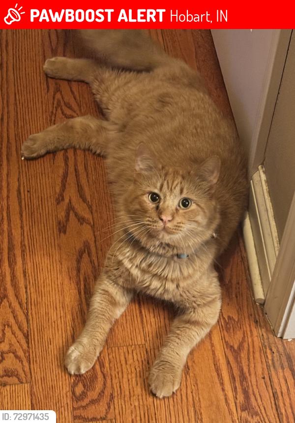 Lost Male Cat last seen Ohio street and Liberty Street, Hobart, IN 46342