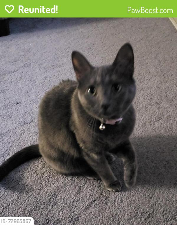 Reunited Female Cat last seen Capitol drive and independence , Hobart, IN 46342