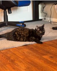 Lost Female Cat last seen Cabin Road, Nelkin Road, Lake Hayward Road, Colchester, CT 06415