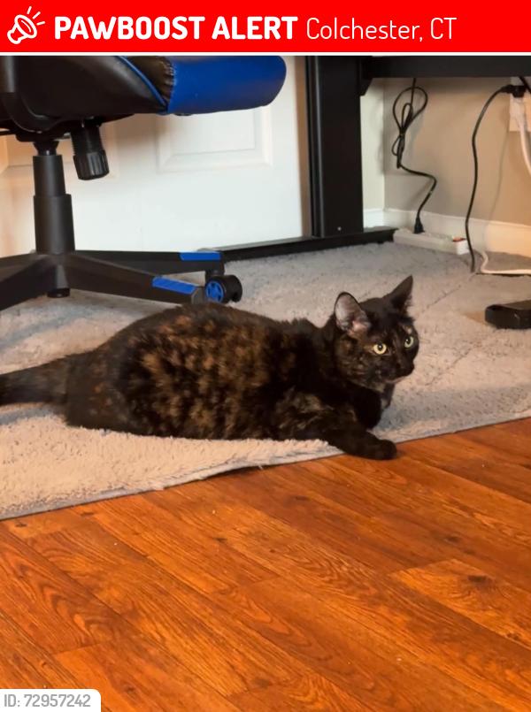 Lost Female Cat last seen Cabin Road, Nelkin Road, Lake Hayward Road, Colchester, CT 06415