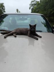 Lost Male Cat last seen Near mount frontenac way, Easley, SC 29642