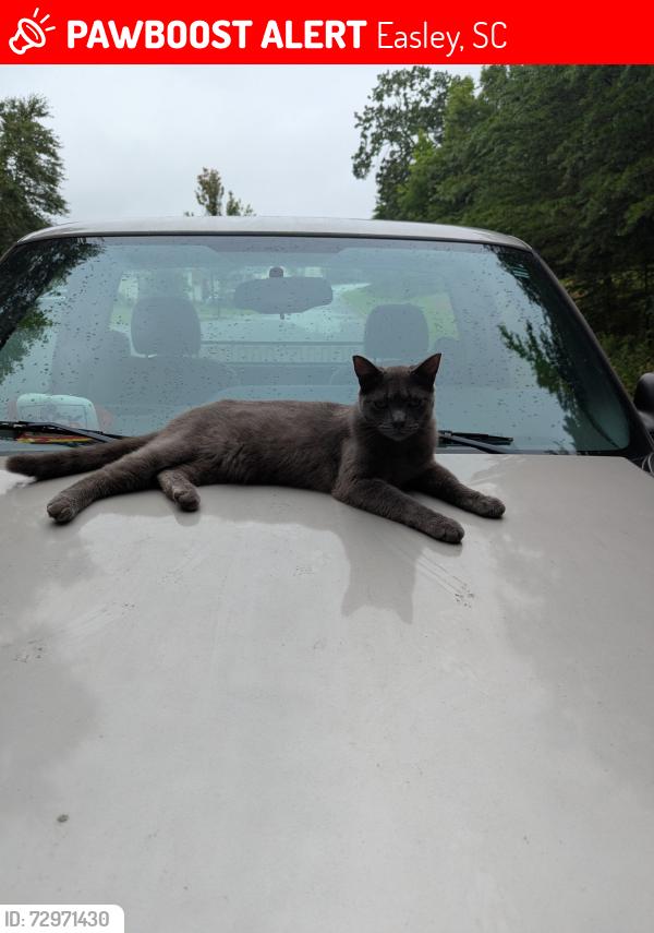 Lost Male Cat last seen Near mount frontenac way, Easley, SC 29642