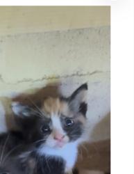 Lost Unknown Cat last seen Across from southern oaks, Clinton, MS 39056