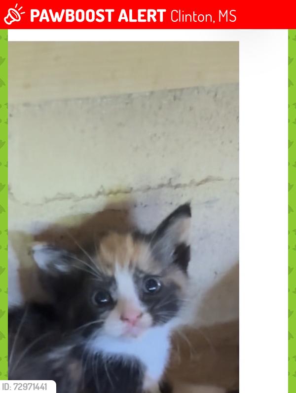 Lost Unknown Cat last seen Across from southern oaks, Clinton, MS 39056