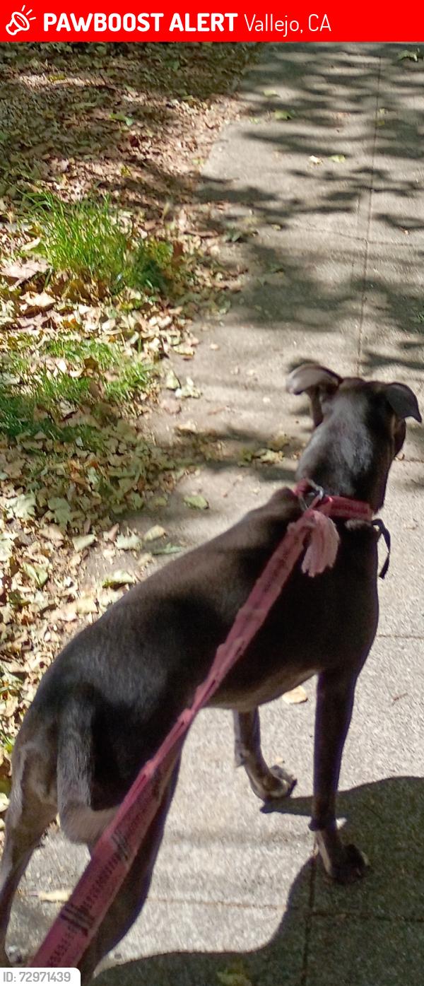 Lost Female Dog last seen BroadwY, Vallejo, CA 94590