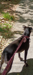 Lost Female Dog last seen BroadwY, Vallejo, CA 94590