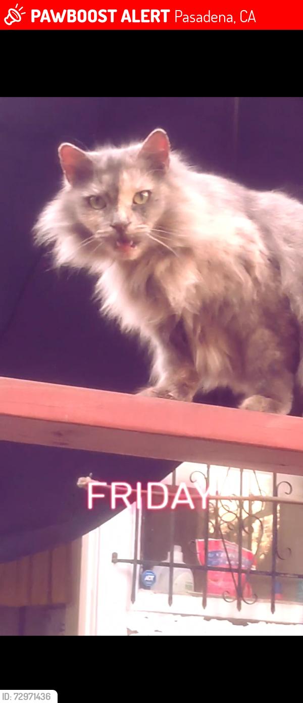 Lost Female Cat last seen Madison ave and orange, Pasadena, CA 91104