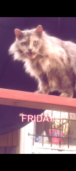Lost Female Cat last seen Madison ave and orange, Pasadena, CA 91104