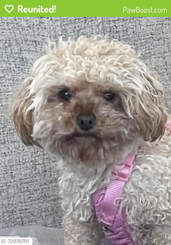 Reunited Female Dog last seen Lorne and Fairfield, Dartmouth, NS B2Y