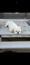 Lost Male Dog last seen Highway 50 east business and Marie Lane, Pueblo, CO 81006