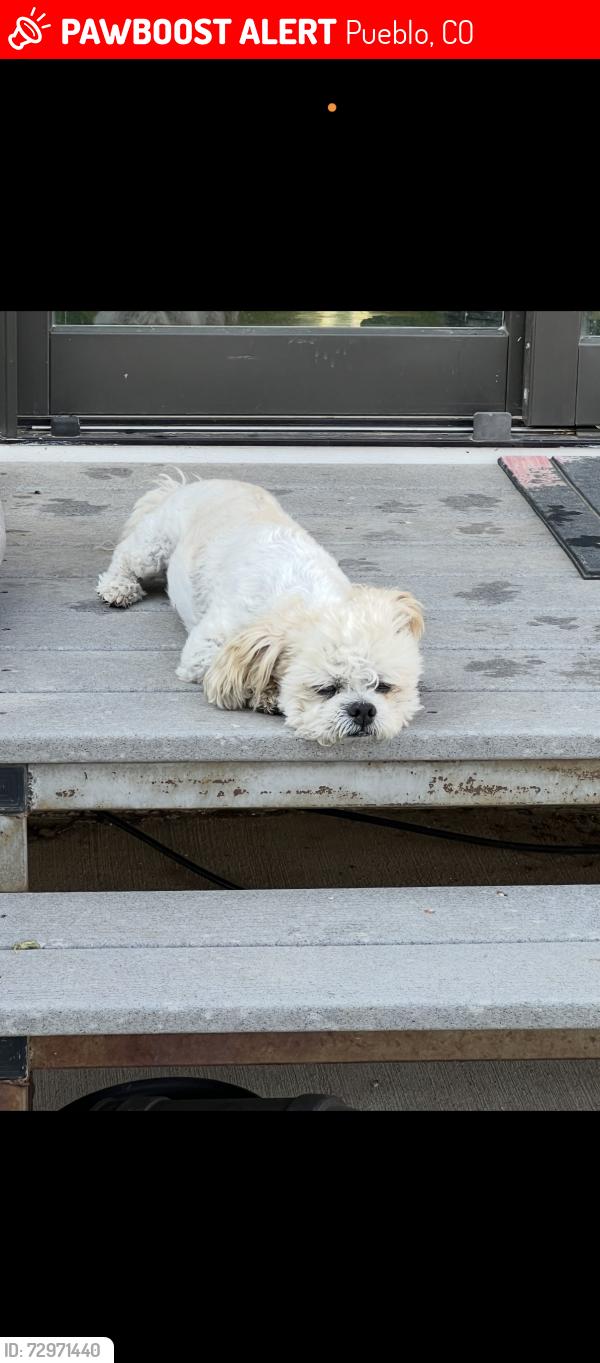 Lost Male Dog last seen Highway 50 east business and Marie Lane, Pueblo, CO 81006