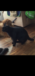 Lost Male Cat last seen SW 292nd and 1st Ave, Federal Way, WA 98023