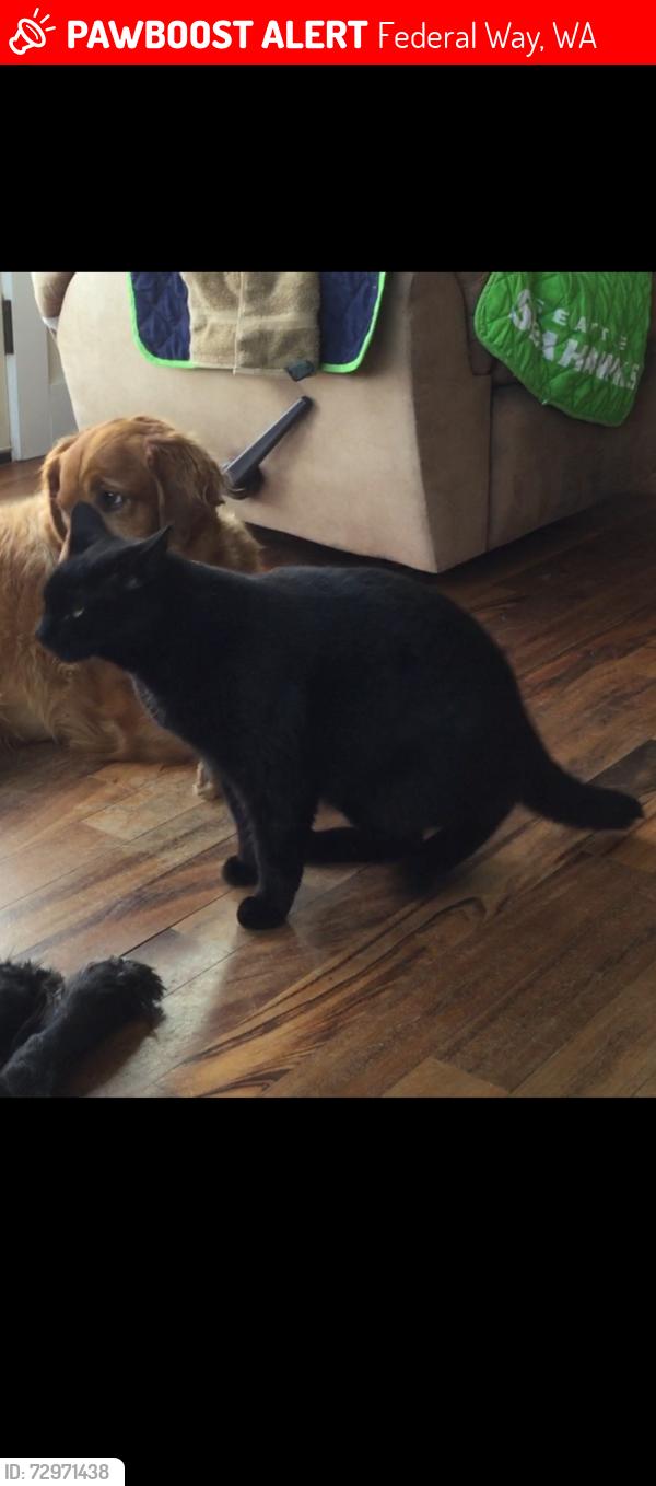 Lost Male Cat last seen SW 292nd and 1st Ave, Federal Way, WA 98023