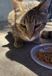 Found/Stray Unknown Cat last seen Marshall road , Upper Darby Township, PA 19082